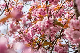 Prunus serrulata 'Kanzan' (Japanse sierkers 'Kanzan') - afbeelding 27