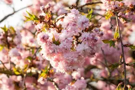 Prunus serrulata 'Kanzan' (Japanse sierkers 'Kanzan') - afbeelding 30