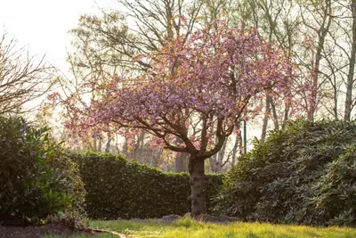 Prunus serrulata 'Kanzan' (Japanse sierkers 'Kanzan') - afbeelding 31