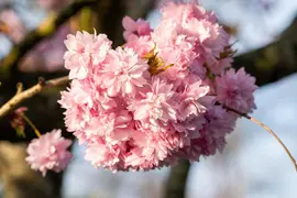 Prunus serrulata 'Kanzan' (Japanse sierkers 'Kanzan') - afbeelding 34