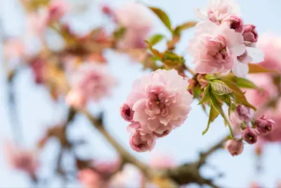Prunus serrulata 'Kanzan' (Japanse sierkers 'Kanzan') - afbeelding 35
