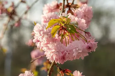 Prunus serrulata 'Kanzan' (Japanse sierkers 'Kanzan') - afbeelding 37