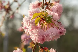 Prunus serrulata 'Kanzan' (Japanse sierkers 'Kanzan') - afbeelding 37
