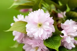 Prunus serrulata 'Kanzan' (Japanse sierkers 'Kanzan') - afbeelding 42