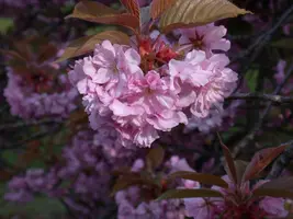 Prunus serrulata 'Kanzan' (Japanse sierkers 'Kanzan') - afbeelding 20