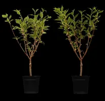 Prunus serrulata 'Kanzan' (Japanse sierkers 'Kanzan') - afbeelding 3