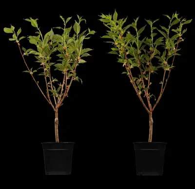 Prunus serrulata 'Kanzan' (Japanse sierkers 'Kanzan') - afbeelding 3