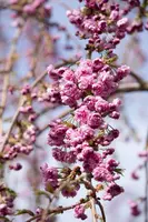Prunus serrulata 'Kiku-shidare-zakura' (Japanse sierkers 'Kiku-shidare-zakura') - afbeelding 1