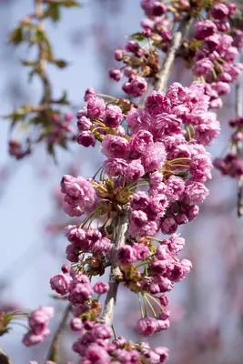 Prunus serrulata 'Kiku-shidare-zakura' (Japanse sierkers 'Kiku-shidare-zakura') - afbeelding 2
