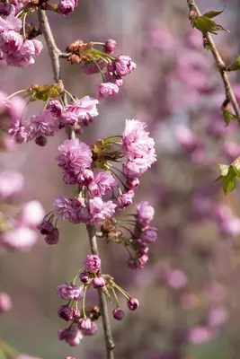 Prunus serrulata 'Kiku-shidare-zakura' (Japanse sierkers 'Kiku-shidare-zakura') - afbeelding 3