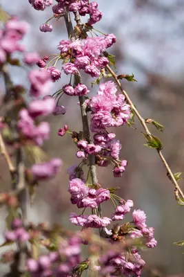 Prunus serrulata 'Kiku-shidare-zakura' (Japanse sierkers 'Kiku-shidare-zakura') - afbeelding 5