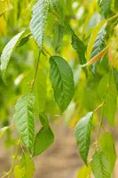 Prunus serrulata 'Kiku-shidare-zakura' (Japanse sierkers 'Kiku-shidare-zakura') - afbeelding 8