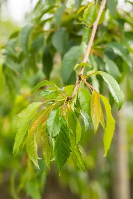 Prunus serrulata 'Kiku-shidare-zakura' (Japanse sierkers 'Kiku-shidare-zakura') - afbeelding 11