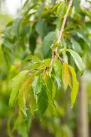 Prunus serrulata 'Kiku-shidare-zakura' (Japanse sierkers 'Kiku-shidare-zakura') - afbeelding 11