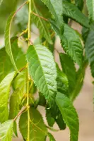 Prunus serrulata 'Kiku-shidare-zakura' (Japanse sierkers 'Kiku-shidare-zakura') - afbeelding 12