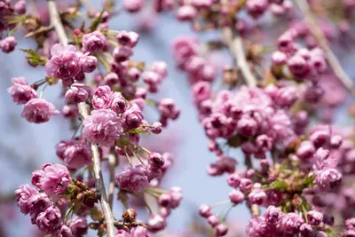 Prunus serrulata 'Kiku-shidare-zakura' (Japanse sierkers 'Kiku-shidare-zakura') - afbeelding 4