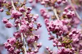 Prunus serrulata 'Kiku-shidare-zakura' (Japanse sierkers 'Kiku-shidare-zakura') - afbeelding 4