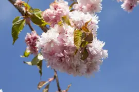 Prunus serrulata 'Kiku-shidare-zakura' (Japanse sierkers 'Kiku-shidare-zakura') - afbeelding 6