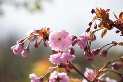 Prunus serrulata 'Kiku-shidare-zakura' (Japanse sierkers 'Kiku-shidare-zakura') - afbeelding 7