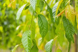 Prunus serrulata 'Kiku-shidare-zakura' (Japanse sierkers 'Kiku-shidare-zakura') - afbeelding 9