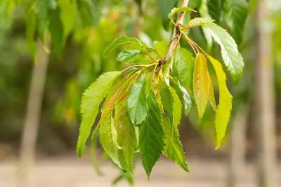 Prunus serrulata 'Kiku-shidare-zakura' (Japanse sierkers 'Kiku-shidare-zakura') - afbeelding 10