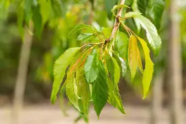 Prunus serrulata 'Kiku-shidare-zakura' (Japanse sierkers 'Kiku-shidare-zakura') - afbeelding 10