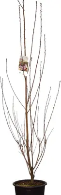 Prunus serrulata 'Royal Burgundy' (Japanse sierkers) 120cm - afbeelding 1