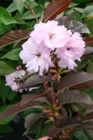 Prunus serrulata 'Royal Burgundy' (Japanse sierkers) 120cm - afbeelding 3