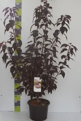 Prunus serrulata 'Royal Burgundy' (Japanse sierkers) 120cm - afbeelding 2