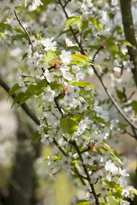 Prunus serrulata 'Tai-Haku' (Japanse sierkers 'Tai-Haku') - afbeelding 1