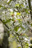 Prunus serrulata 'Tai-Haku' (Japanse sierkers 'Tai-Haku') - afbeelding 1