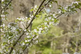 Prunus serrulata 'Tai-Haku' (Japanse sierkers 'Tai-Haku') - afbeelding 2