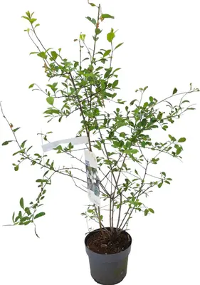 Prunus spinosa c3 h40 - afbeelding 1