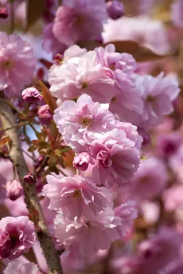 Prunus subhirtella 'Accolade' (Winterbloeiende kers 'Accolade') - afbeelding 2