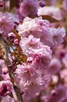 Prunus subhirtella 'Accolade' (Winterbloeiende kers 'Accolade') - afbeelding 2