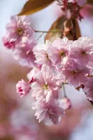 Prunus subhirtella 'Accolade' (Winterbloeiende kers 'Accolade') - afbeelding 4