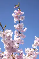 Prunus subhirtella 'Accolade' (Winterbloeiende kers 'Accolade') - afbeelding 6
