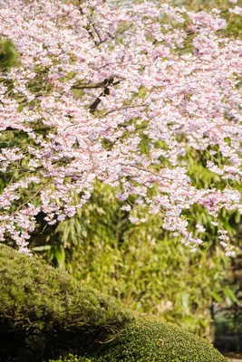 Prunus subhirtella 'Accolade' (Winterbloeiende kers 'Accolade') - afbeelding 8