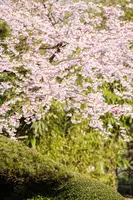 Prunus subhirtella 'Accolade' (Winterbloeiende kers 'Accolade') - afbeelding 8