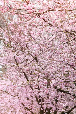Prunus subhirtella 'Accolade' (Winterbloeiende kers 'Accolade') - afbeelding 16