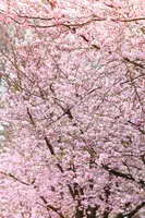 Prunus subhirtella 'Accolade' (Winterbloeiende kers 'Accolade') - afbeelding 16