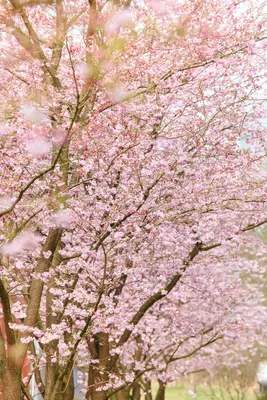 Prunus subhirtella 'Accolade' (Winterbloeiende kers 'Accolade') - afbeelding 19