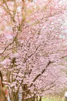 Prunus subhirtella 'Accolade' (Winterbloeiende kers 'Accolade') - afbeelding 19