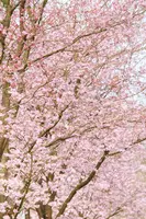 Prunus subhirtella 'Accolade' (Winterbloeiende kers 'Accolade') - afbeelding 20