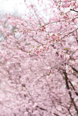 Prunus subhirtella 'Accolade' (Winterbloeiende kers 'Accolade') - afbeelding 25