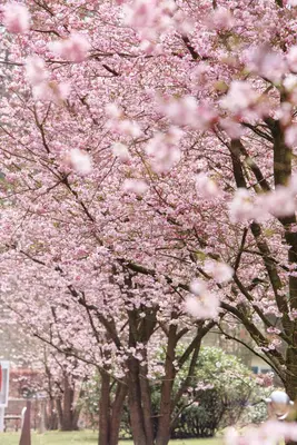 Prunus subhirtella 'Accolade' (Winterbloeiende kers 'Accolade') - afbeelding 26