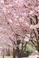 Prunus subhirtella 'Accolade' (Winterbloeiende kers 'Accolade') - afbeelding 26