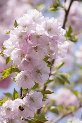 Prunus subhirtella 'Accolade' (Winterbloeiende kers 'Accolade') - afbeelding 28