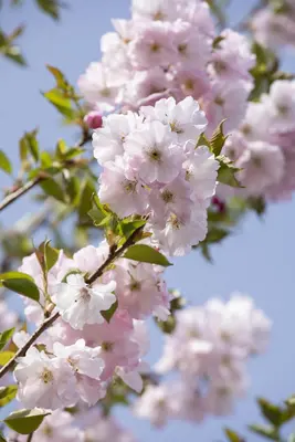 Prunus subhirtella 'Accolade' (Winterbloeiende kers 'Accolade') - afbeelding 29