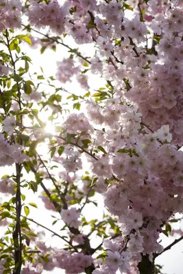 Prunus subhirtella 'Accolade' (Winterbloeiende kers 'Accolade') - afbeelding 30